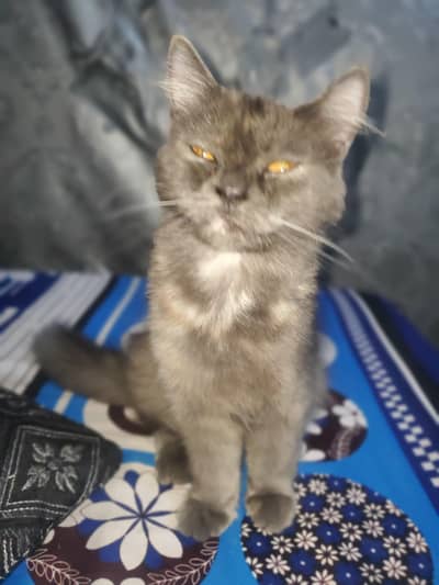 grey Double Coated Persian Cat Friendly And litter trained