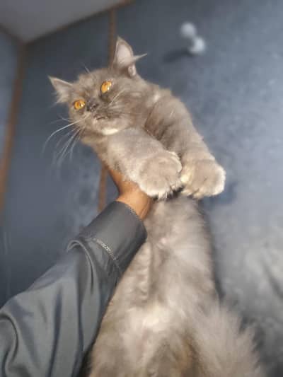 Grey persian Cat