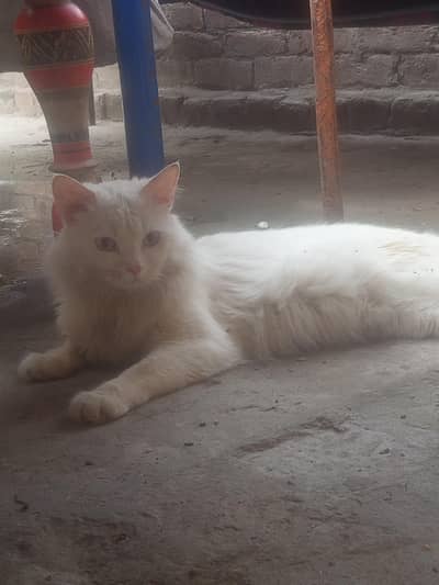 White Persian Mix Cat for Sale – Healthy & Friendly