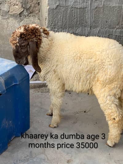 3 sheep's for sale
