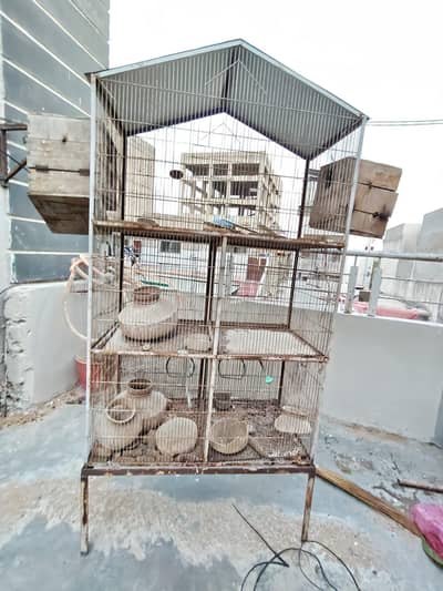 Love birds and Cocktail Cage