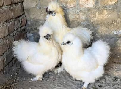 White Silkie Trio for Sale / Fancy Hens For sale