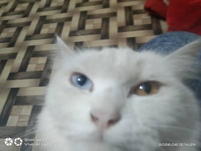 Persian cat for sell