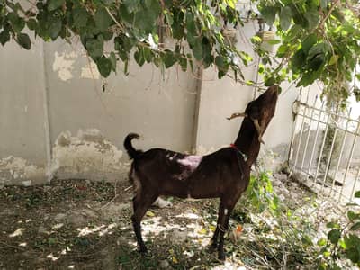 فروخت کے لیے اعلیٰ نسل کی سندھی بکری بمعہ بچہ