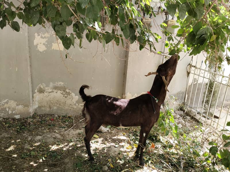 فروخت کے لیے اعلیٰ نسل کی سندھی بکری بمعہ بچہ 0