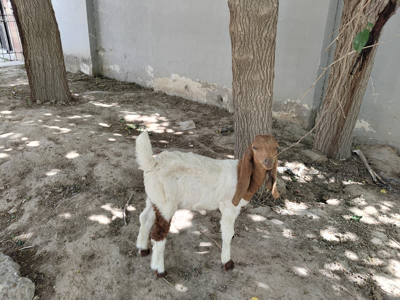 فروخت کے لیے اعلیٰ نسل کی سندھی بکری بمعہ بچہ 2
