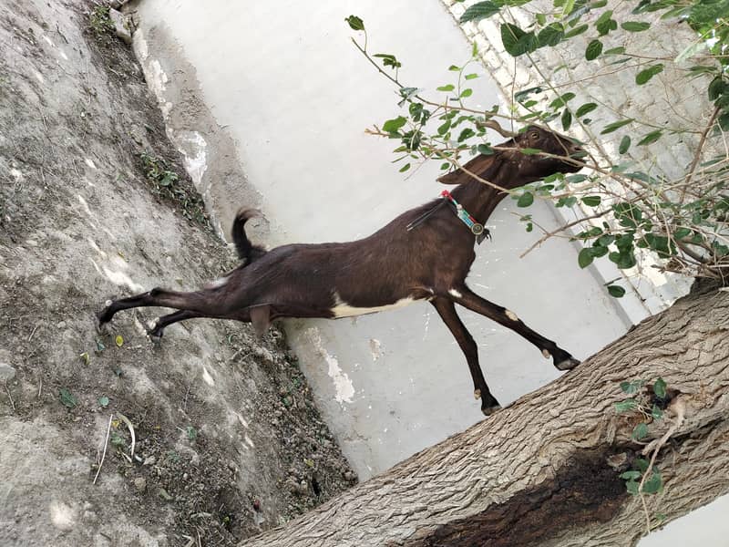 فروخت کے لیے اعلیٰ نسل کی سندھی بکری بمعہ بچہ 3