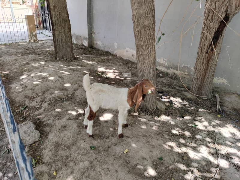 فروخت کے لیے اعلیٰ نسل کی سندھی بکری بمعہ بچہ 5
