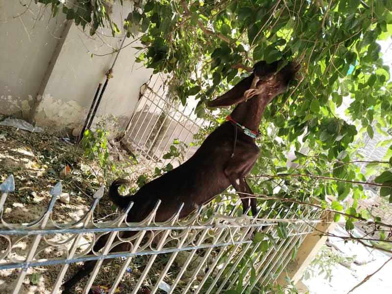 فروخت کے لیے اعلیٰ نسل کی سندھی بکری بمعہ بچہ 6