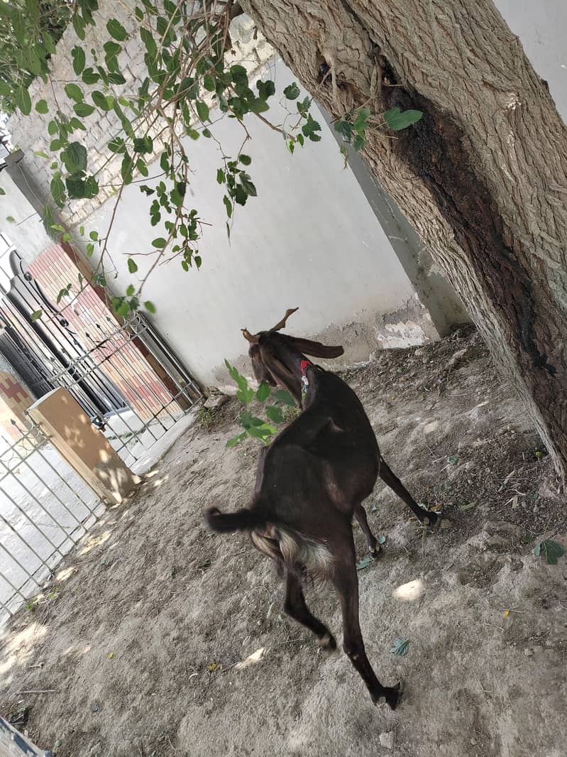 فروخت کے لیے اعلیٰ نسل کی سندھی بکری بمعہ بچہ 8