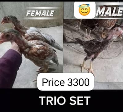 Pure Aseel Pairs Heavy Quality A++ Healthy and active Heighted Chicks
