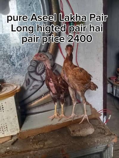 Pure Aseel Pairs Heavy Quality A++ Healthy and active Heighted Chicks