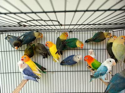 all mutatiotion of lovebirds
