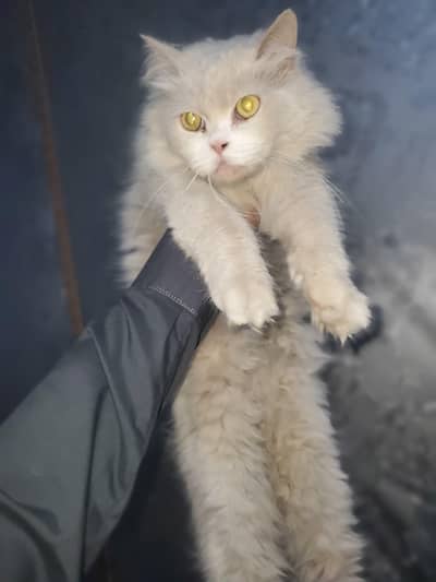 White persian More than triple coated female