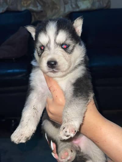 husky puppies