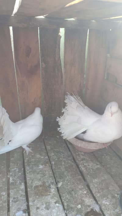 lucky kabutar for sale