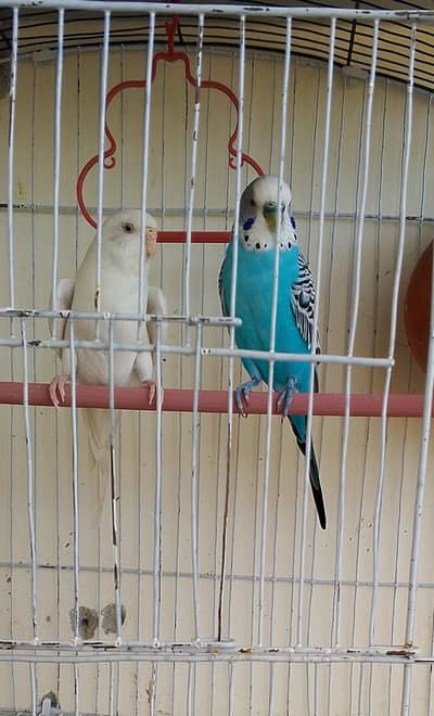 Australian Breeder pair