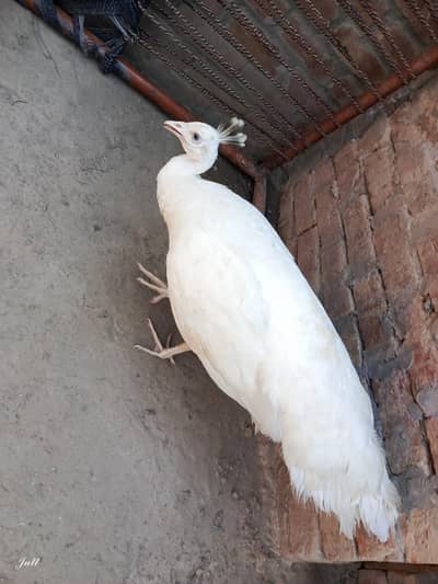 Paper white female eggs lawing