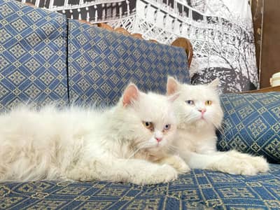 Persian cat for sale