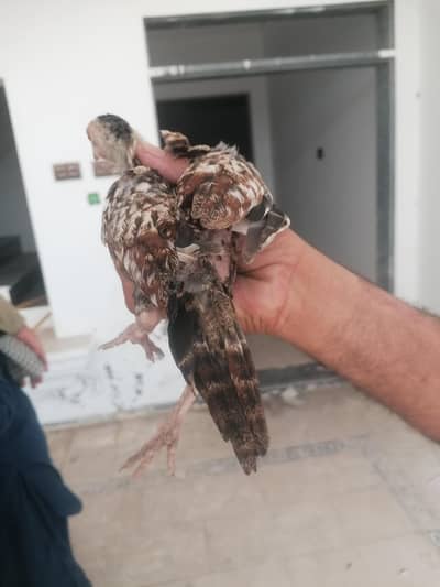 Asal aseel chuchi for sale