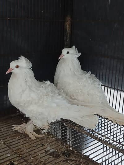 frill back breeder pair
