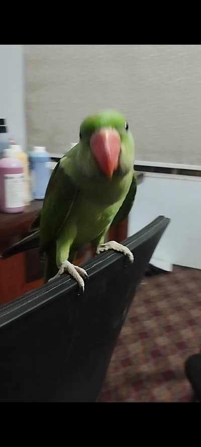 ra chick