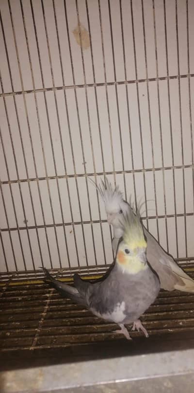 cocktail breeder pair for sale