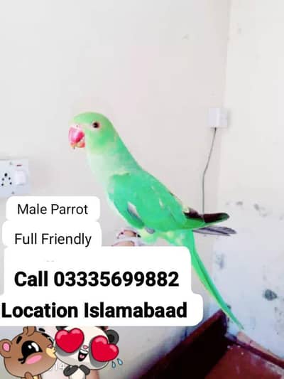 Hand Tamed Full Friendly Green Ring Neck Talking  Male Parrot Chick