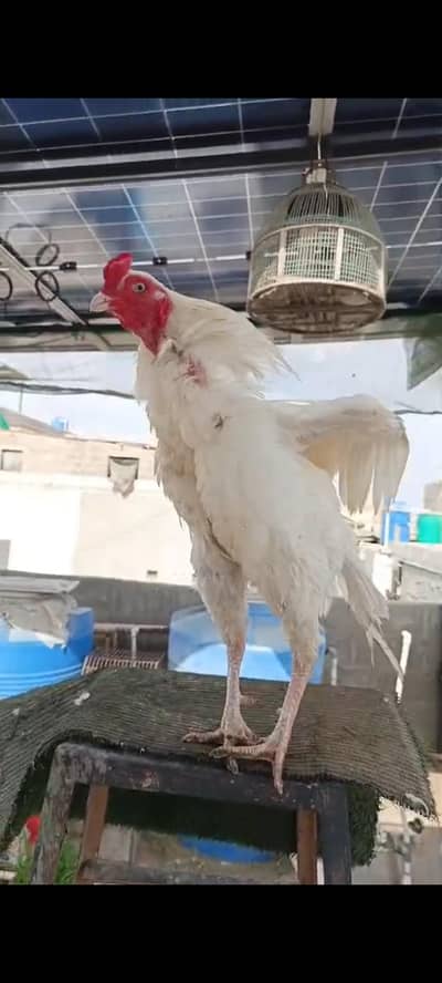 Breeder Male white breed garenty