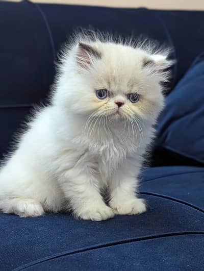Persain kittens/ triple coated / fluffy / semi punch face kittens