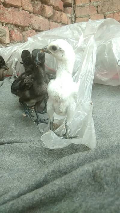 pure black . brown . white dragon chicks available
