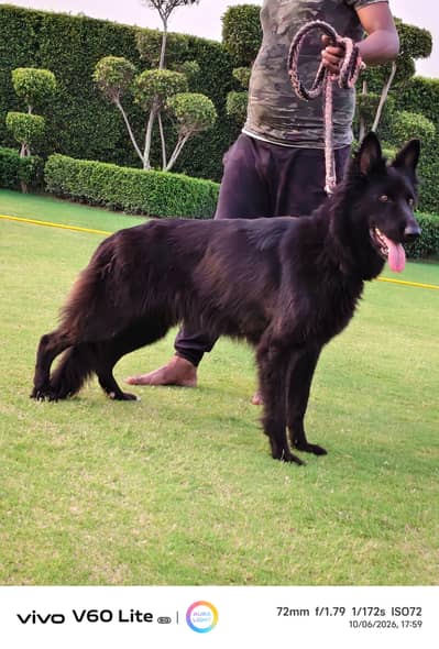 black shepherd female