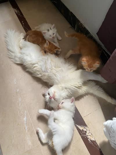 female cat and 2 kittens for sale