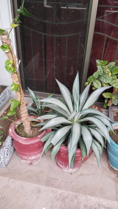 Plants for sale