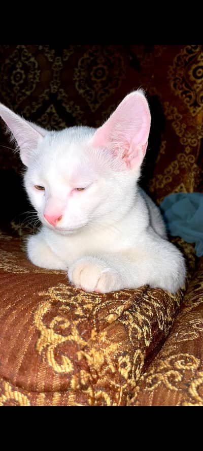 single coat British cat