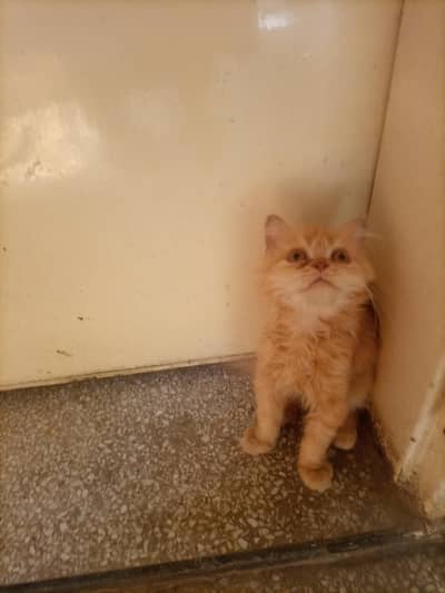 Persian Female Kitten