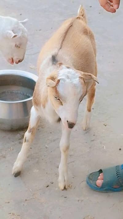 teada male for sale