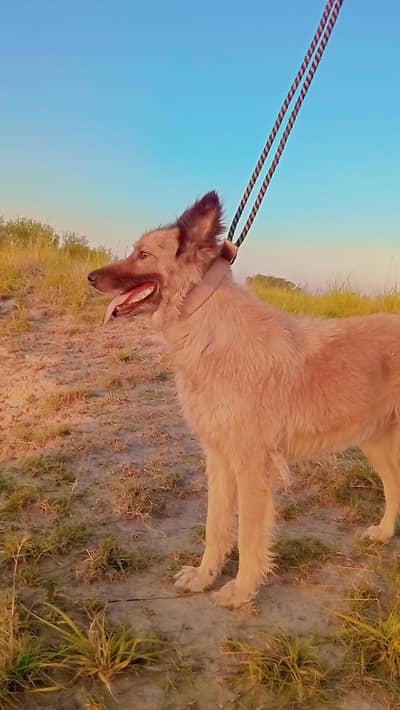 Pigyari female dog  Mix with german shepard