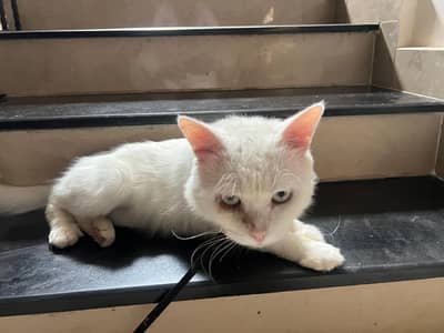 Male hybrid Persian cat for sale