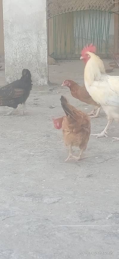 1 Beautiful Black  Desi Murghi 1 Golden Murghi 1 Aseel Murghi