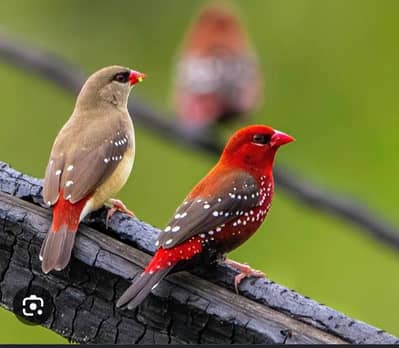 strawberry  finches