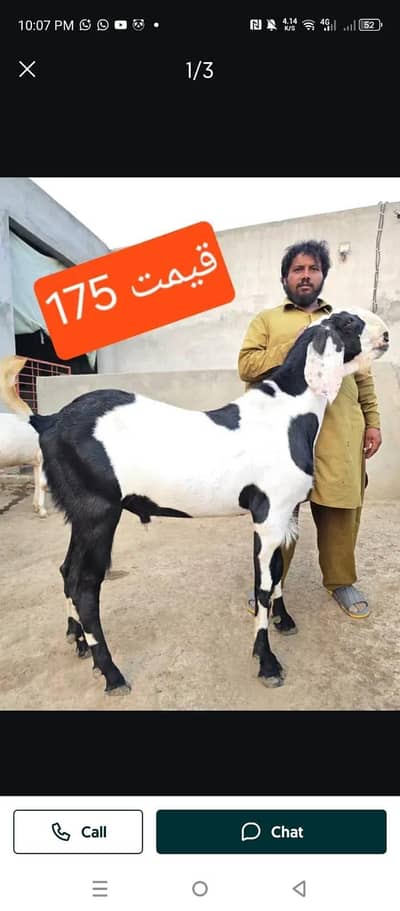 worker required in sheep farm