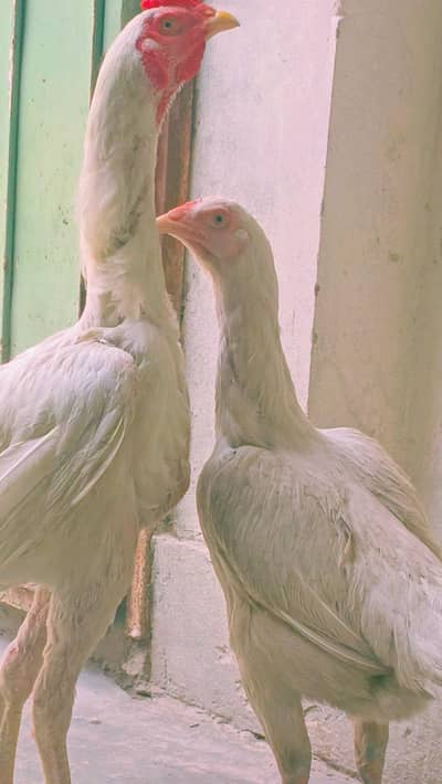 MALE   FEMALE  PAIR