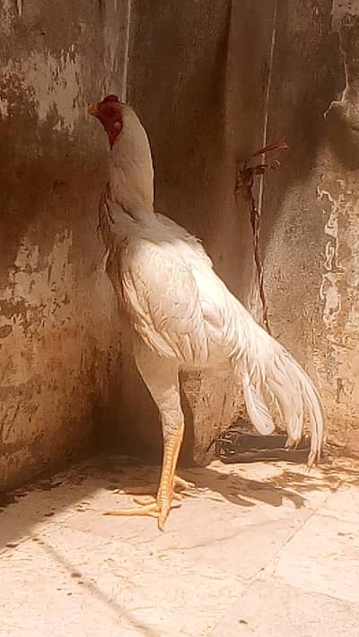 white shamo