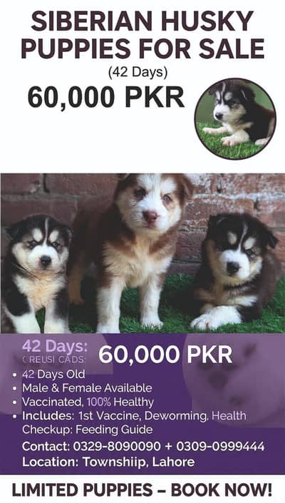 Siberian husky Shih Tzu | Shihtzu | poodel cross  puppy For sale