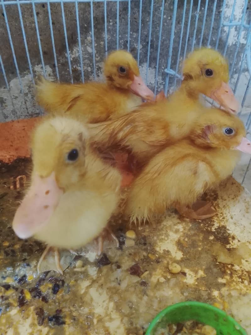 ducks baby 0