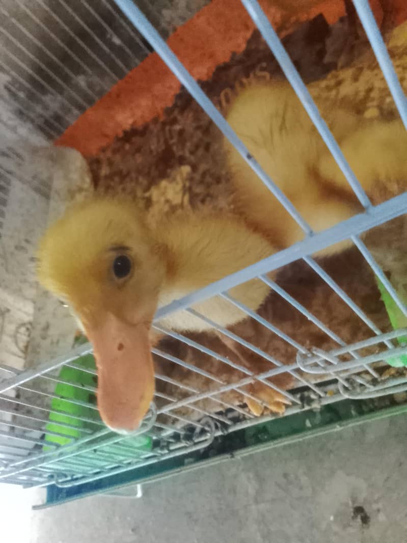 ducks baby 1