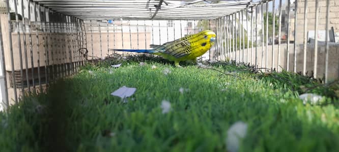 Black wing  hagoromo Male 03168260955