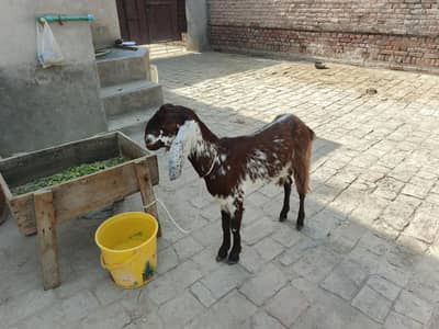 Goat For sale