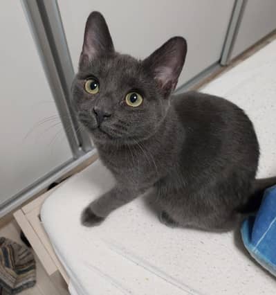 Russian blue cat